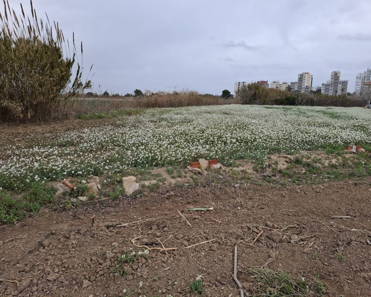 Parcela/Terreno - Venta - Guardamar del Segura - Guardamar Playa