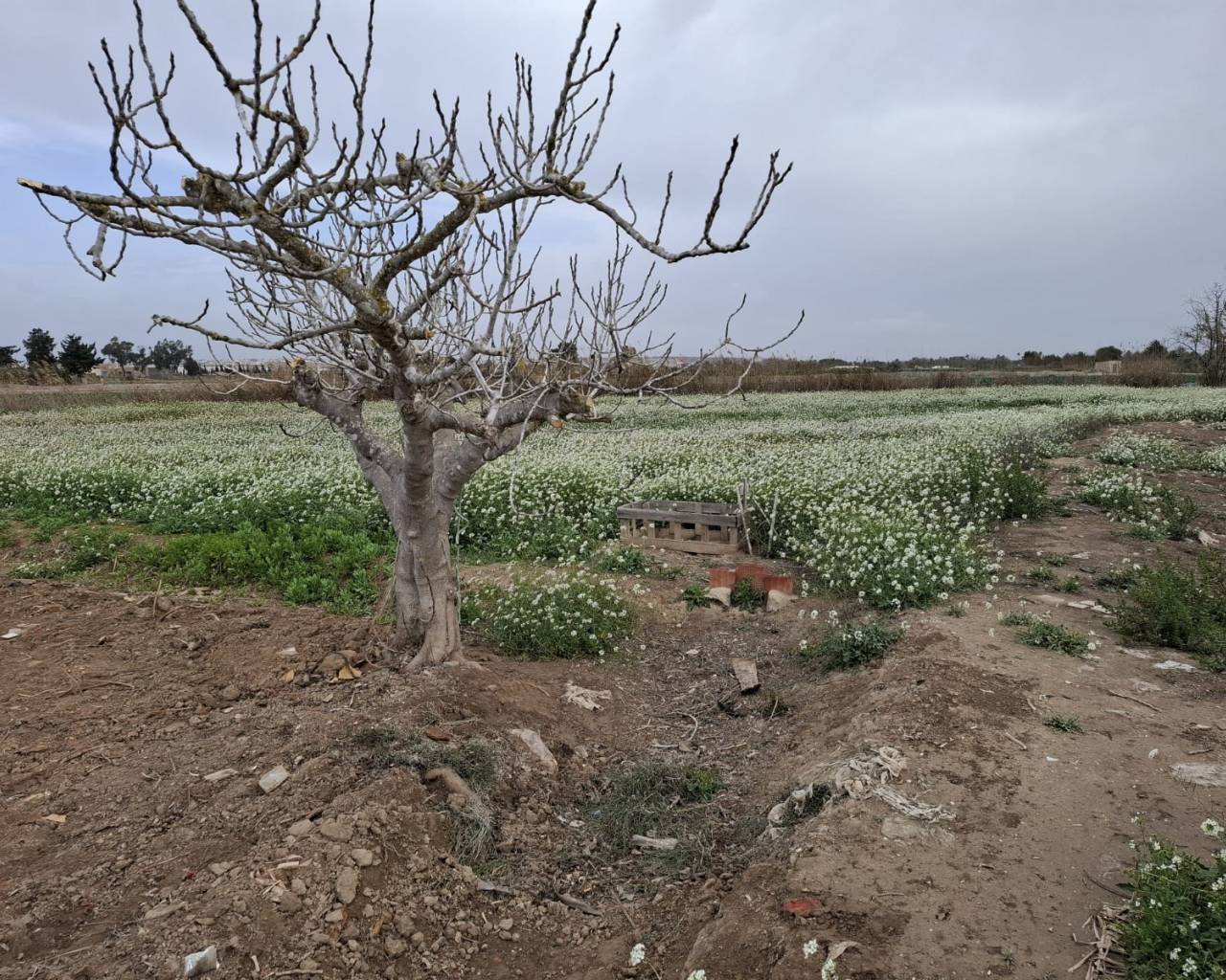 Plot - Sale - Guardamar del Segura - Guardamar Playa