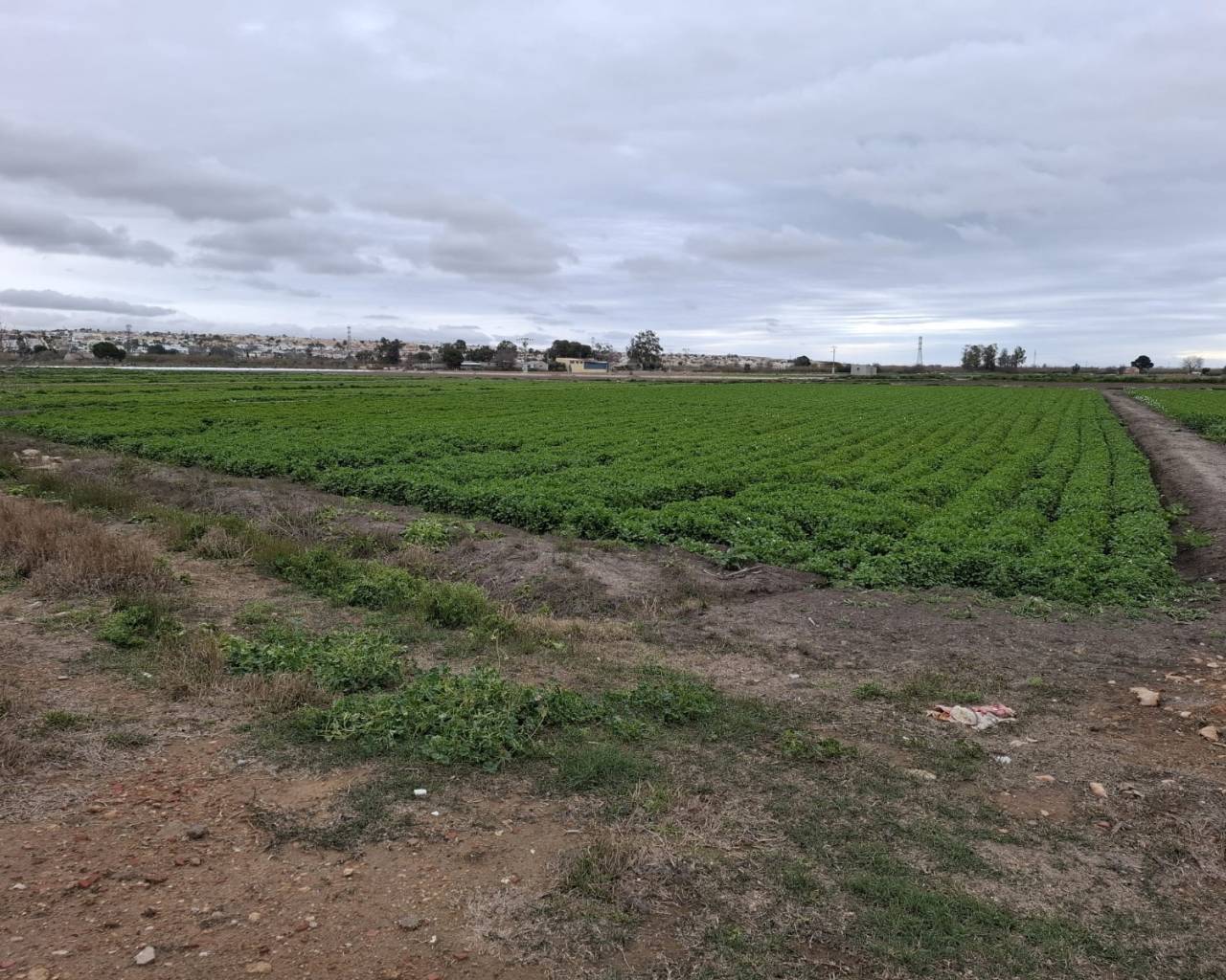 Plot - Sale - San Fulgencio - San Fulgencio