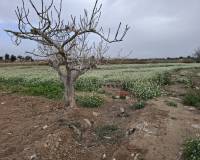 Sale - Plot - Guardamar del Segura - Guardamar Playa
