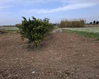 Sale - Plot - Guardamar del Segura - Guardamar Playa
