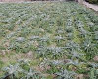 Sale - Plot - San Fulgencio