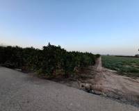 Venta - Parcela/Terreno - Guardamar del Segura - Guardamar Playa